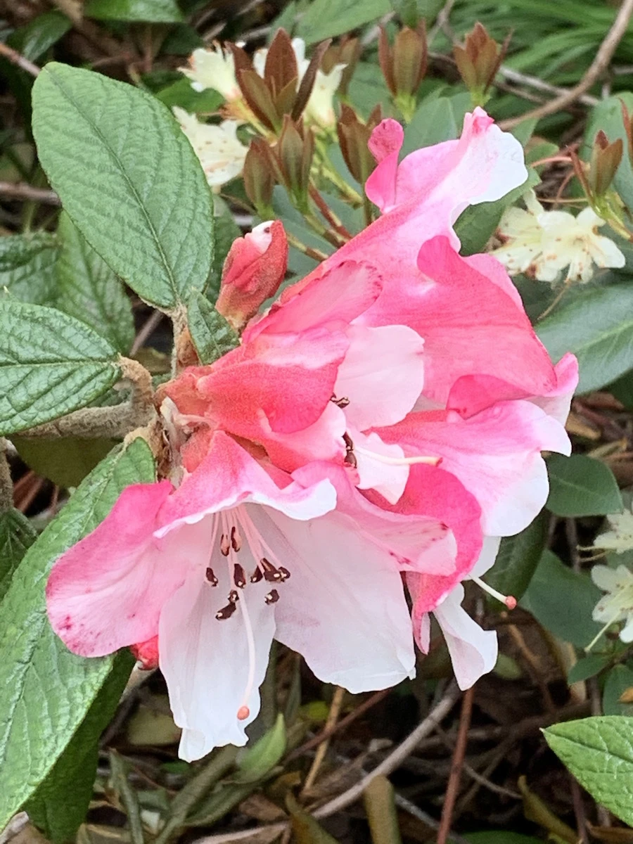 edgeworthii Deep Pink ex RBGE